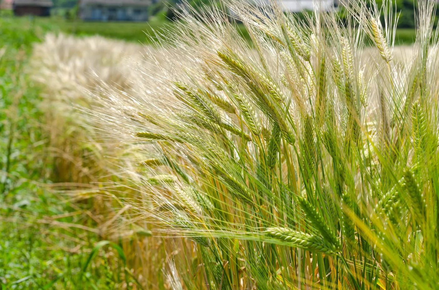 Barley